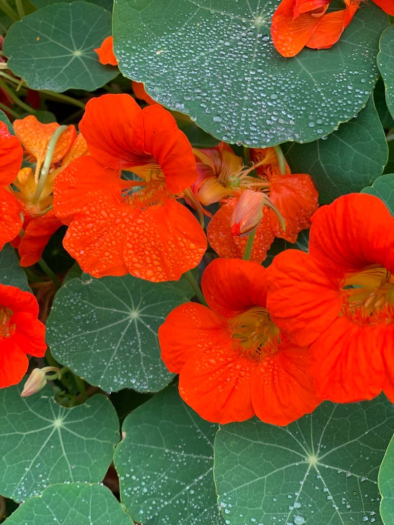 Vibrant orange nasturtiums with dewdrops, showcasing lush green foliage.