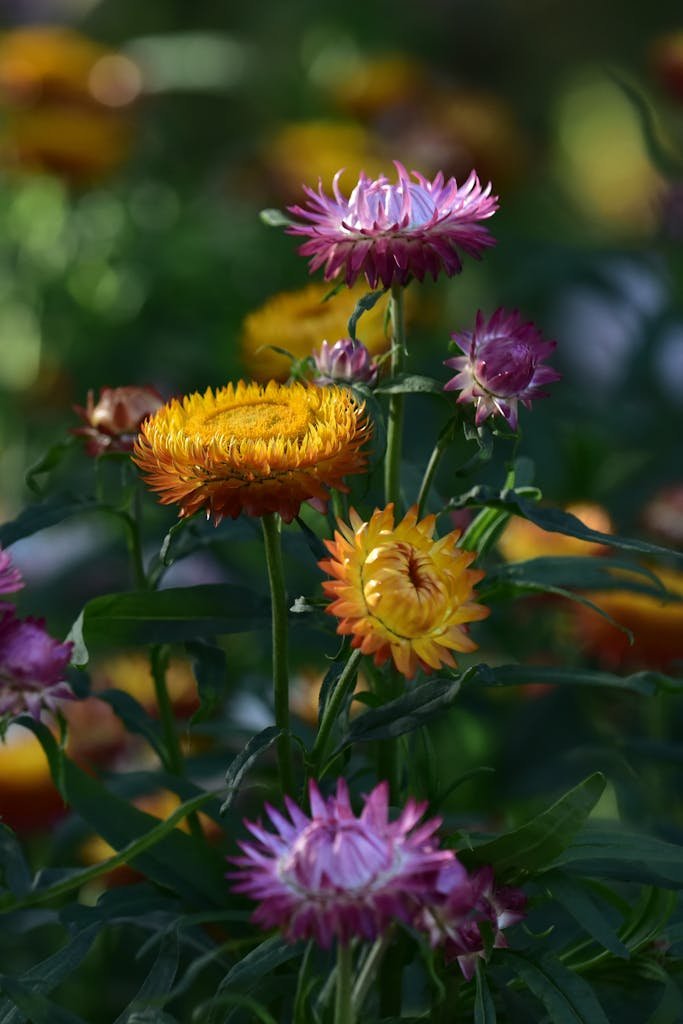 strawflower