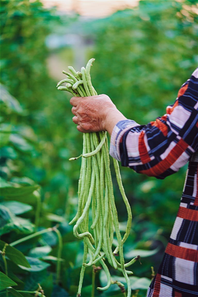 best green bean varieties