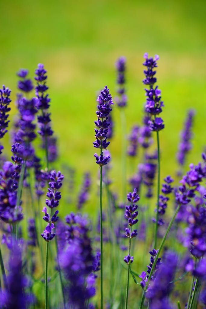 Beautiful close-up of vibrant lavender flowers in a lush green field, showcasing nature's elegance.