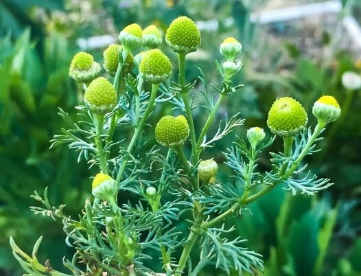 types of chamomile - pineapple chamomile