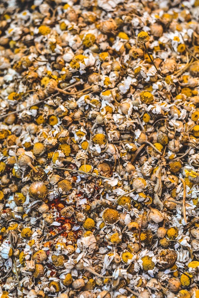 A close-up of dried chamomile flowers ideal for tea brewing and herbal remedies.