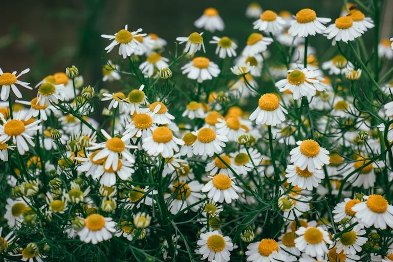 Captivating close-up of blooming chamomile flowers in a vibrant outdoor garden setting.