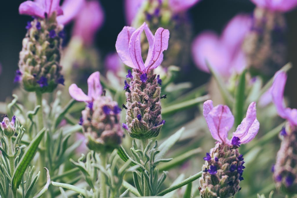 Close-up of blooming lavender flowers showcasing vibrant purple petals and lush green foliage.
