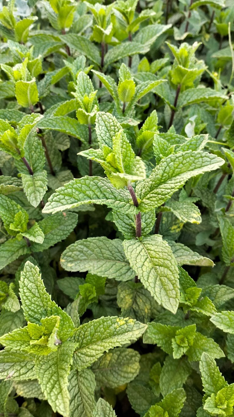 Vibrant green mint leaves growing in an outdoor garden, showcasing bright natural freshness. How to grow mint